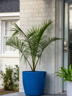 Viva Round Self-Watering Rolling Planter, 20" Diameter, Set Of 2 14 Viva Round Self-Watering Rolling Planter, 20" Diameter, Set Of 2 -Garden Tools Sales Store 3 4 crop 8612933 0024 tif