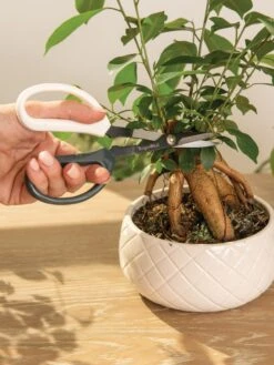 Japanese Pruning Scisssors 14 Japanese Pruning Scisssors -Garden Tools Sales Store 3 4 crop 8612968 0087