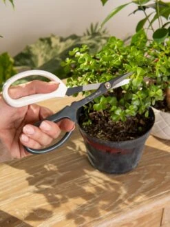 Japanese Pruning Scisssors 12 Japanese Pruning Scisssors -Garden Tools Sales Store 3 4 crop 8612968 0092