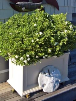 Fairfield Self-Watering Patio Planters, 20” X 36” 9 Fairfield Self-Watering Patio Planters, 20” X 36” -Garden Tools Sales Store 8588417 208V tif