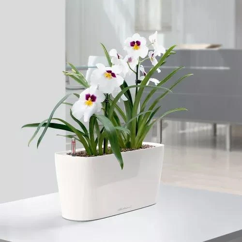 Lechuza® Delta Self-Watering Windowsill Planters 1 Lechuza® Delta Self-Watering Windowsill Planters
