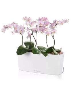 Lechuza® Delta Self-Watering Windowsill Planters 9 Lechuza® Delta Self-Watering Windowsill Planters -Garden Tools Sales Store 8592361 02V tif