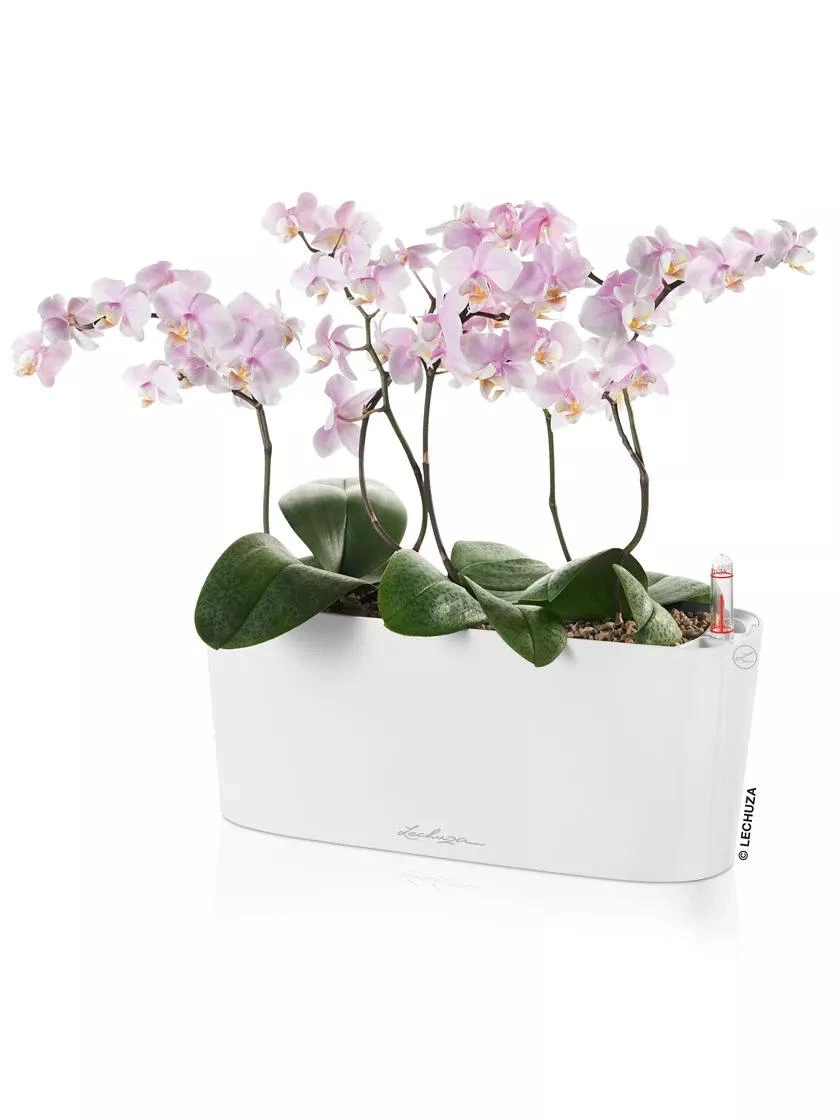 Lechuza® Delta Self-Watering Windowsill Planters 3 Lechuza® Delta Self-Watering Windowsill Planters - Image 3