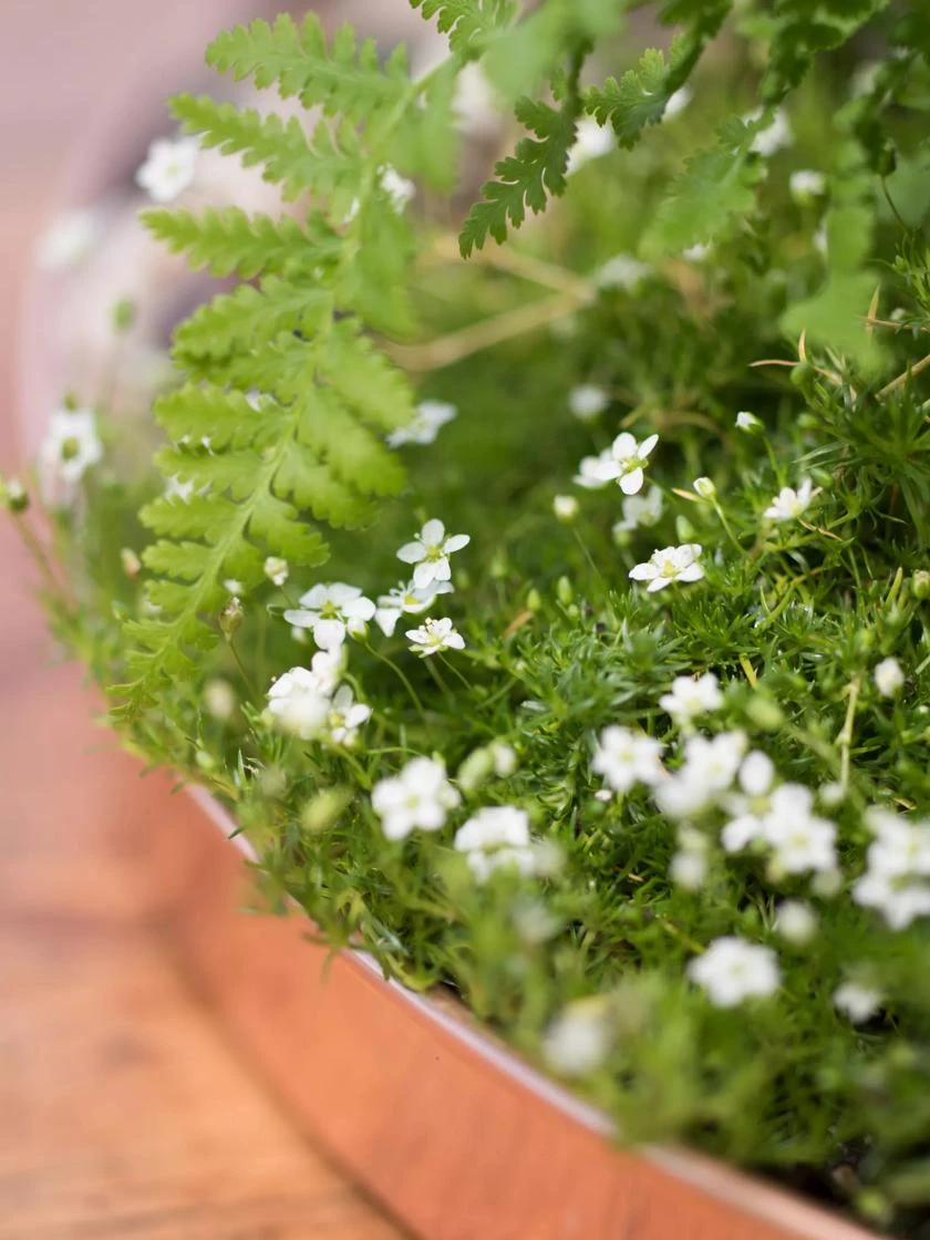 Large Round Copper Plant Tray, 14" 2 Large Round Copper Plant Tray, 14" - Image 2