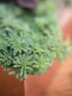 Tall Rectangular Copper Plant Tray, 18" X 5" X 4" 7 Tall Rectangular Copper Plant Tray, 18" X 5" X 4" -Garden Tools Sales Store 8593534 4601 tif