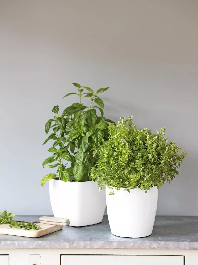 Viva Square Self-Watering Planter, 7" Diameter 1 Viva Square Self-Watering Planter, 7" Diameter