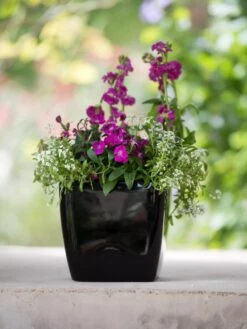 Viva Square Self-Watering Planter, 7" Diameter 11 Viva Square Self-Watering Planter, 7" Diameter -Garden Tools Sales Store 8595223 1107 tif