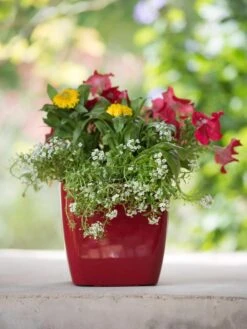 Viva Square Self-Watering Planter, 7" Diameter 10 Viva Square Self-Watering Planter, 7" Diameter -Garden Tools Sales Store 8595223 1111 tif