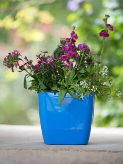 Viva Square Self-Watering Planter, 7" Diameter 8 Viva Square Self-Watering Planter, 7" Diameter -Garden Tools Sales Store 8595223 1113 tif