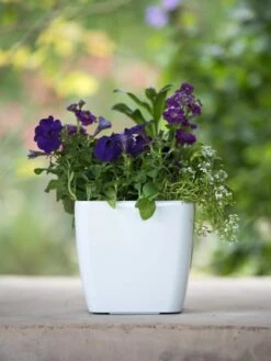 Viva Square Self-Watering Planter, 7" Diameter 9 Viva Square Self-Watering Planter, 7" Diameter -Garden Tools Sales Store 8595223 1118 tif