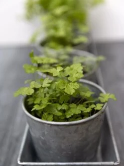 Galvanized Herb Planters With Rectangular Tray -Garden Tools Sales Store 8595903 advice 1777 tif