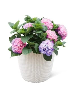 Weave Self-Watering Round Planter, 17" White 5 Weave Self-Watering Round Planter, 17" White -Garden Tools Sales Store 8598372 3002 tif