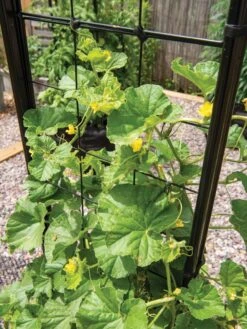 Gardener’s Victory Self-Watering Planter With Vine Trellis -Garden Tools Sales Store 8600176 6853