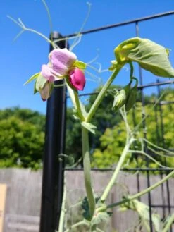 Gardener’s Victory Self-Watering Planter Garden With Vine Trellis -Garden Tools Sales Store 8600177 6588 tif 1