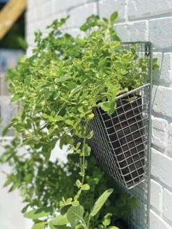 Wire Wall Pockets Vertical Gardens -Garden Tools Sales Store 8609429 9500 tif