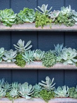 3-Tier Vertical Wall Planter, 3' 9 3-Tier Vertical Wall Planter, 3' -Garden Tools Sales Store 8611013 055 tif