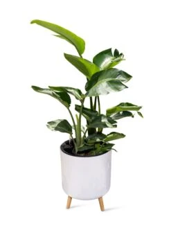 Ava Self-Watering Round Planter 10 Ava Self-Watering Round Planter -Garden Tools Sales Store 8612692 0002