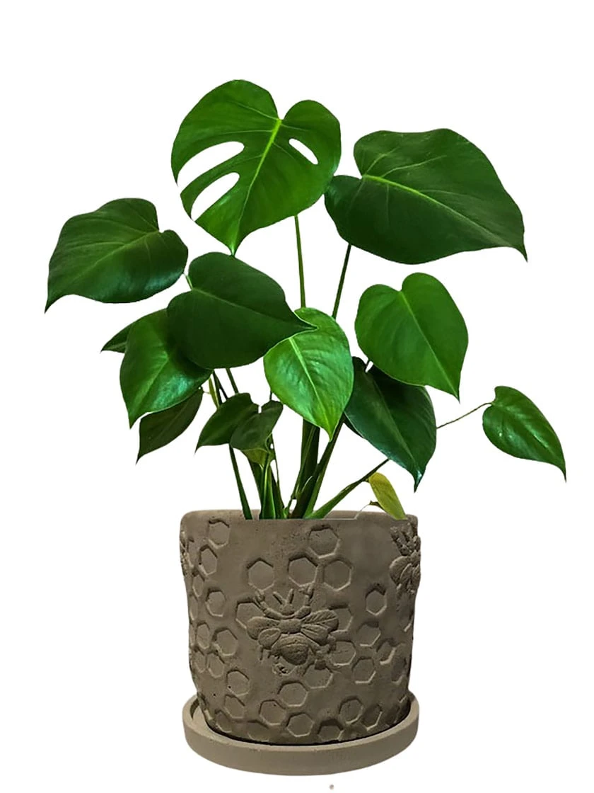 Concrete Honeycomb Bee Planter 1 Concrete Honeycomb Bee Planter