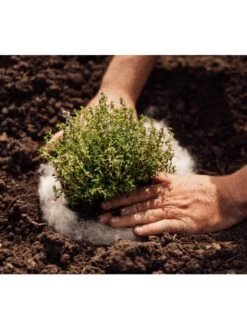 Hortiwool ®, 5 Pad Pack 11 Hortiwool ®, 5 Pad Pack -Garden Tools Sales Store 8613263 06v