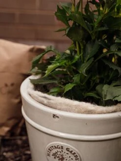 Hortiwool ®, 5 Pad Pack 14 Hortiwool ®, 5 Pad Pack -Garden Tools Sales Store 8613263 17v