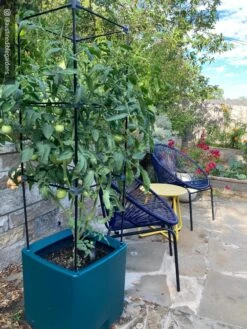 Oasis Self-Watering Tomato Planter With Trellis -Garden Tools Sales Store 8613440 01IN