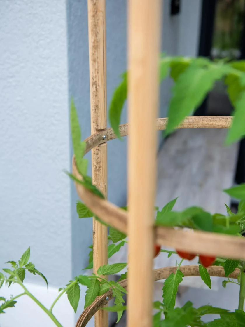 Elevated Bamboo Tomato Planter And Trellis 3 Elevated Bamboo Tomato Planter And Trellis - Image 3
