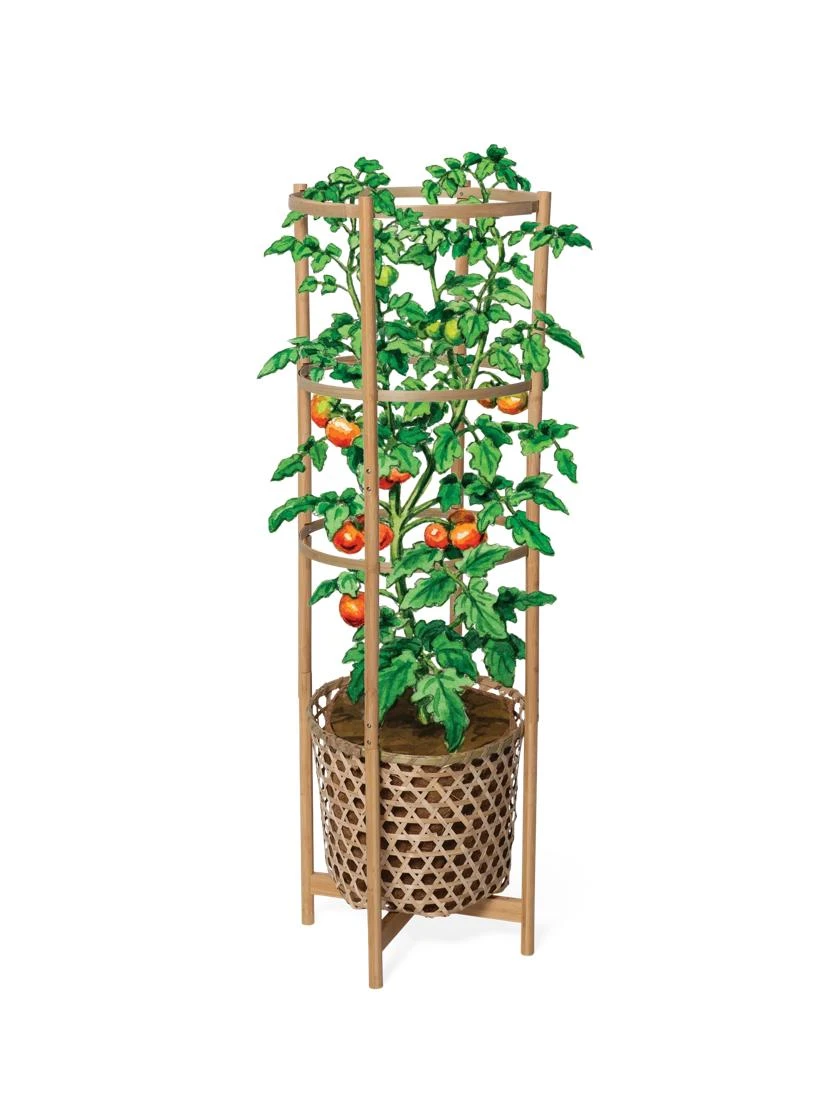 Elevated Bamboo Tomato Planter And Trellis 5 Elevated Bamboo Tomato Planter And Trellis - Image 5