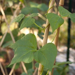 Bamboo Stakes - 10' (Pack Of 10) 5 Bamboo Stakes - 10' (Pack Of 10) -Garden Tools Sales Store bamboo1 a a65f348e ec99 4c9c 89d0 d8e585e411b3