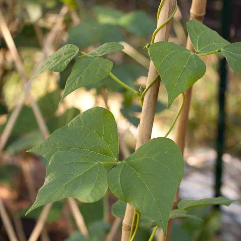 Bamboo Stakes - 10' (Pack Of 10) 3 Bamboo Stakes - 10' (Pack Of 10) - Image 3