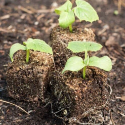 Ladbrooke Soil Blocker - 2" Blocker (4 Blocks) 5 Ladbrooke Soil Blocker - 2" Blocker (4 Blocks) -Garden Tools Sales Store crock 0071 1