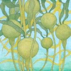 Liquid Kelp (55 Gal)