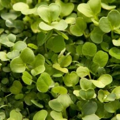 Peaceful Valley Good Bug Blend - Nitrocoated (lb) 11 Peaceful Valley Good Bug Blend - Nitrocoated (lb) -Garden Tools Sales Store pbe970 2 web