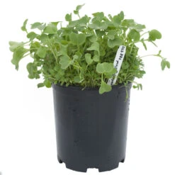 Peaceful Valley Good Bug Blend - Nitrocoated (lb) 8 Peaceful Valley Good Bug Blend - Nitrocoated (lb) -Garden Tools Sales Store pbe970 a