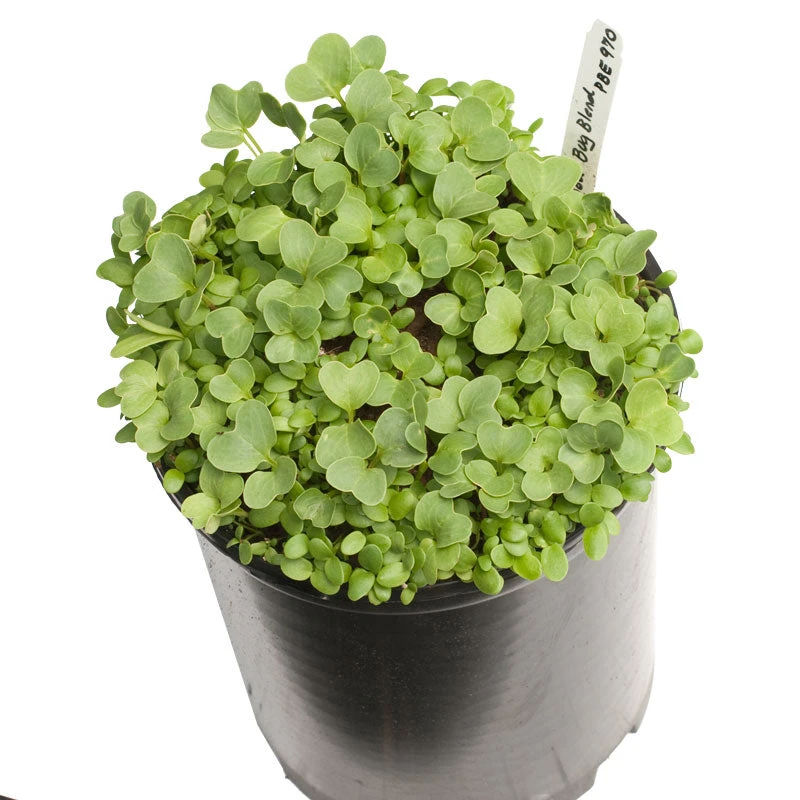 Peaceful Valley Good Bug Blend - Nitrocoated (lb) 2 Peaceful Valley Good Bug Blend - Nitrocoated (lb) - Image 2