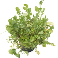 Peaceful Valley Good Bug Blend - Nitrocoated (lb) 9 Peaceful Valley Good Bug Blend - Nitrocoated (lb) -Garden Tools Sales Store pbe970 b