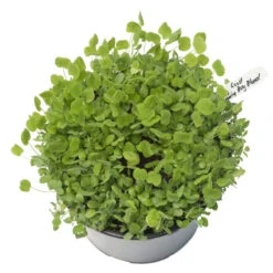 Peaceful Valley Low-Growing Good Bug Blend - Nitrocoated (lb) -Garden Tools Sales Store pbe980 a