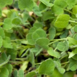 Peaceful Valley Low-Growing Good Bug Blend - Nitrocoated (lb) -Garden Tools Sales Store pbe980 web