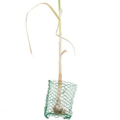 Root Guard Gopher Basket Mini (6/pk) -Garden Tools Sales Store pbr500 a
