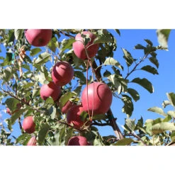 Isomate-CTT Confusion Lures (400 Lures) (OID COMM) -Garden Tools Sales Store pit691 web2