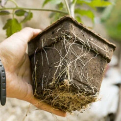 CowPots - 4" Square (Pack Of 12) -Garden Tools Sales Store sprin 0096 1