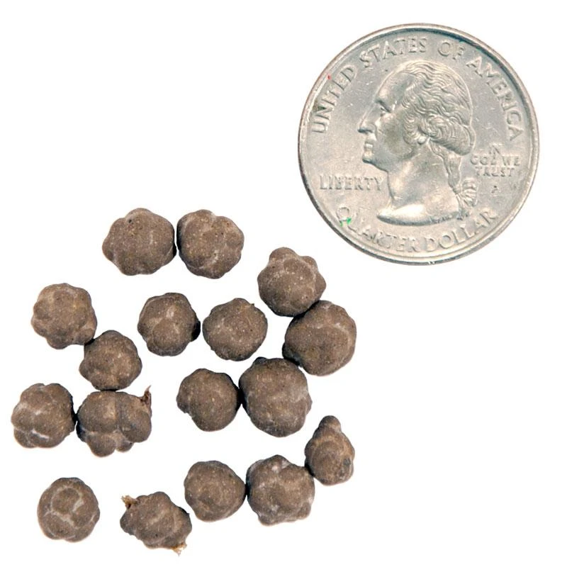 VermiPod Earthworms (12/pk) 1 VermiPod Earthworms (12/pk)